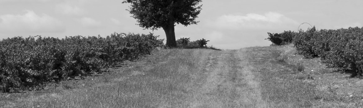 Castelnau-de-Montmiral-Chemin