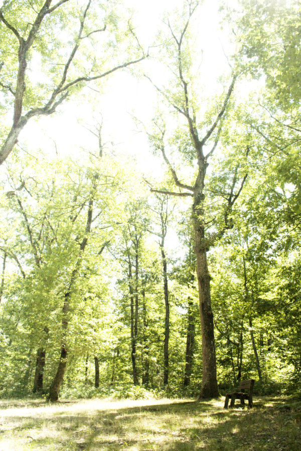 Clairière dans la Forêt de Bouconne-31-©IsabelleFraysse