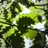 Feuilles de chênes dans la Forêt de Bouconne-©IsabelleFraysse