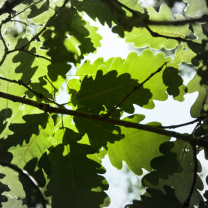 Feuilles de chênes – Forêt de Bouconne (Haute-Garonne) 40x60cm