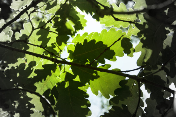 Feuilles de chênes dans la Forêt de Bouconne-©IsabelleFraysse