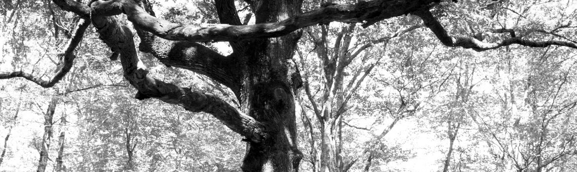Grand chêne Forêt de Bouconne-31