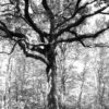 Grand chêne de la Forêt de Bouconne-31-©IsabelleFraysse