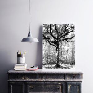 Grand chêne – Forêt de Bouconne (Haute-Garonne) 40x60cm