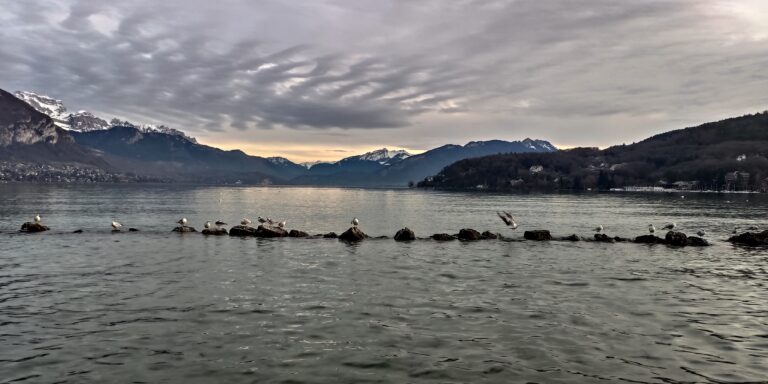 Oiseaux posés sur des rochers dans le lac d’Annecy gris argenté.