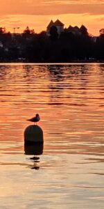 Reflets orange sur le lac d’Annecy devant le château et une mouette.