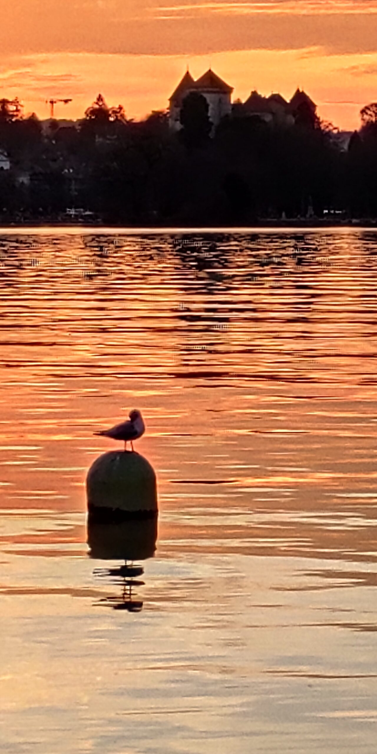 Reflets orange sur le lac d’Annecy devant le château et une mouette.