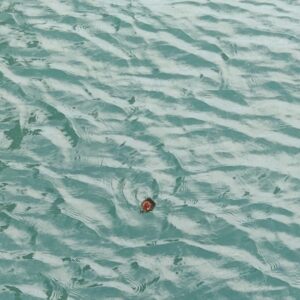 Jeune foulque au milieu des reflets vert d’eau du lac d’Annecy.