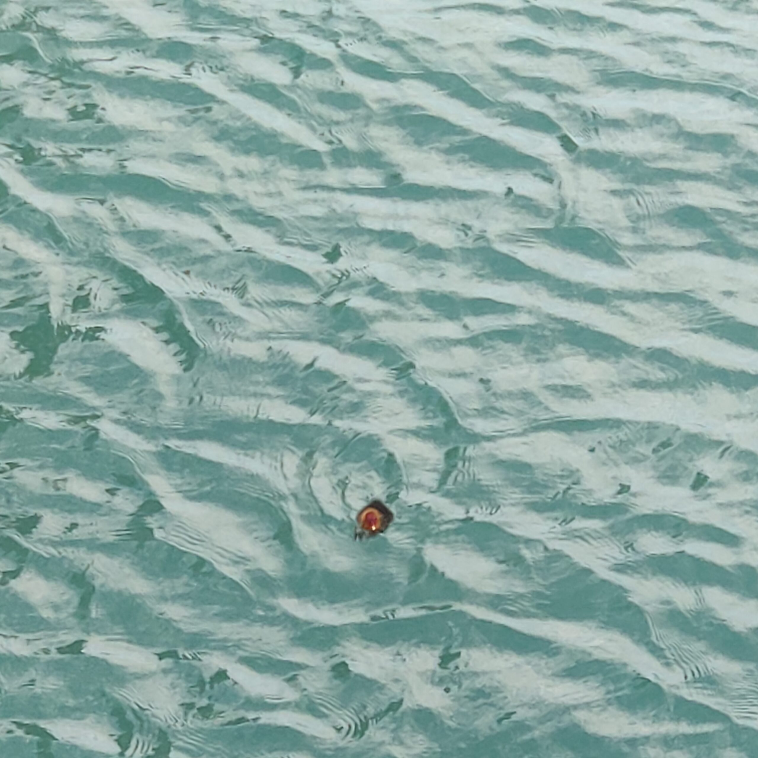 Jeune foulque au milieu des reflets vert d’eau du lac d’Annecy.