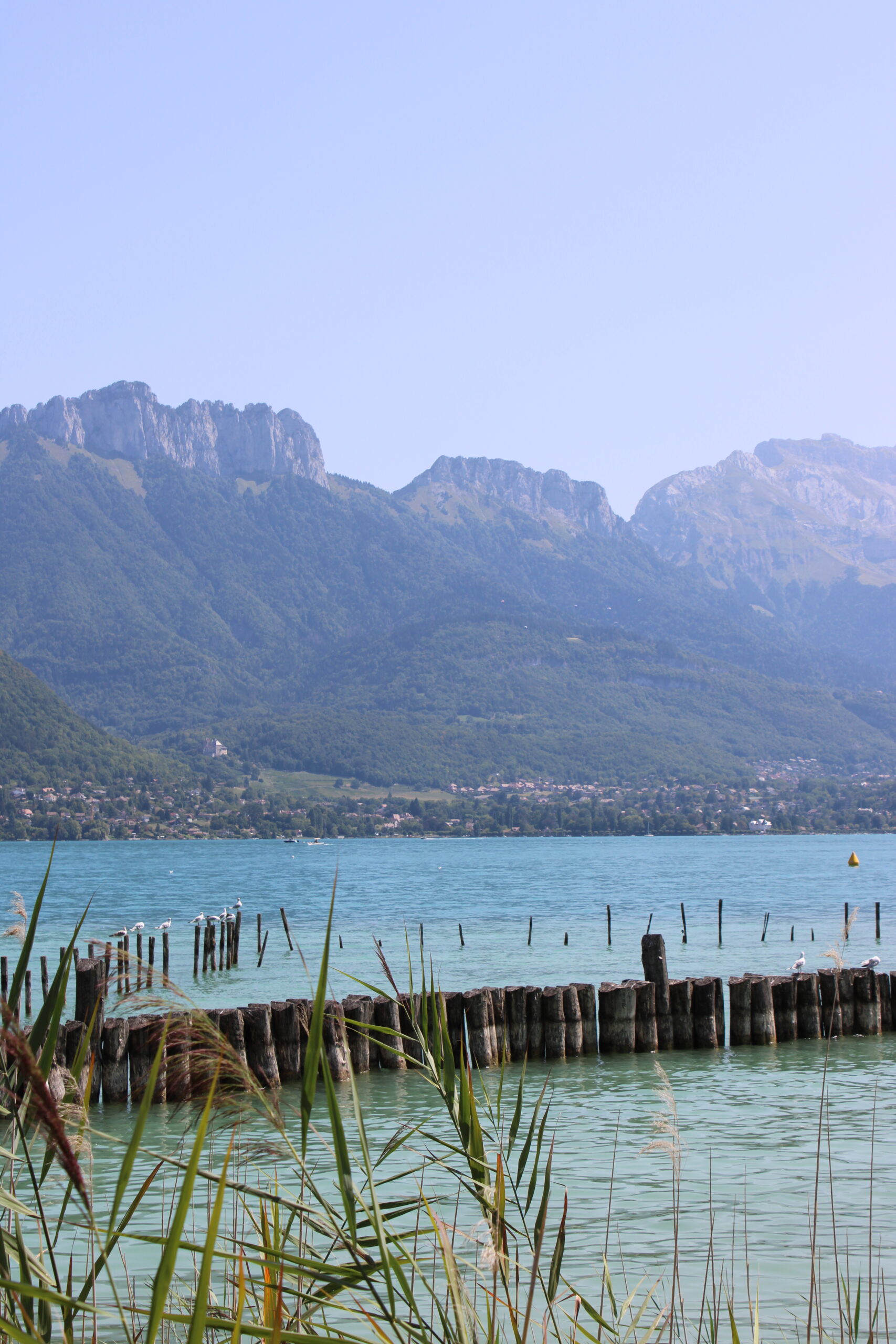 Lac d’Annecy bleu turquoise derrière les roseaux et les pieux de bois.